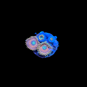 Magician Zoanthid Coral Frag