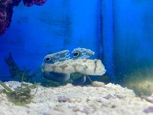 Two Spot Bimaculatus Blenny (aka Twinspot Blenny)