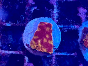 Blood Orange Leptoseris Coral