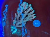 XL Acropora Colonies