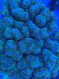 Green Pocillopora