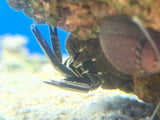 Crinoid Squat Lobster (Allogalathea elegans)
