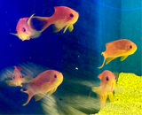 Lyretail Anthias
