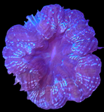 Multicolor Acanthophyllia Deshayesiana Coral