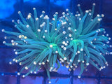 Peach Tip Green Torch Coral