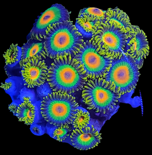 Rasta Zoanthid Coral Frag