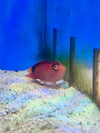 Flame Hawkfish