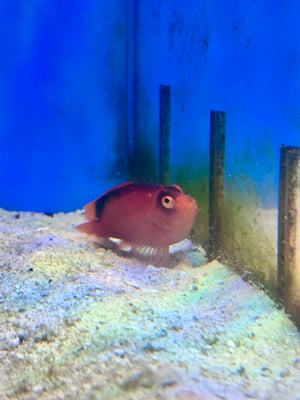 Flame Hawkfish