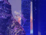 Clear Cleaner Shrimp (aka Bruun's Cleaner Shrimp)