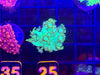 Green Long Polyp Goniopora