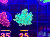 Green Long Polyp Goniopora