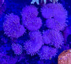 Toadstool Mushroom Leather Coral Frag