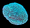 Green Montipora Cap