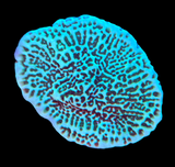 Green Montipora Cap