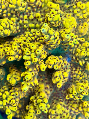 RR Pink Floyd Acropora