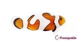 Gladiator x DaVinci Clownfish