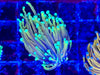 Hellfire Gold Torch Coral
