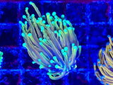 Hellfire Gold Torch Coral
