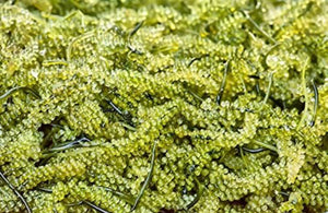 Grape Caulerpa Macroalgae