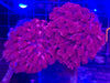 Red Long Polyp Goniopora