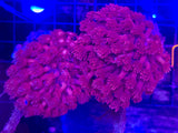 Red Long Polyp Goniopora