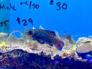 Mandarin Dragonet