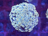 Gold Hammer Coral
