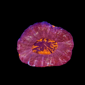 Red Scolymia Coral