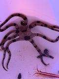 Tiger Brittle Sea Star