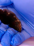 Black Leopard Wrasse