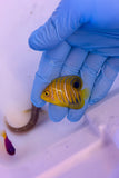 Yellow Belly Regal Angelfish