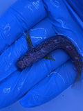Starry Blenny