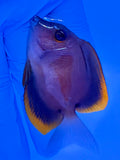 Tomini Tang