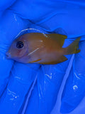 Short-Tail Bristletooth Tang, SSC