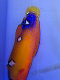 Red Coris Wrasse