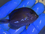 Maculiceps Tang