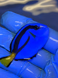 Blue Hippo Tang, SSC