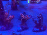 Assorted Premium Acropora