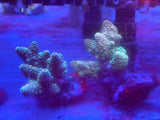 Assorted Premium Acropora