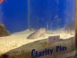 Molly Miller Blenny