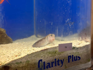 Molly Miller Blenny