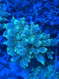Acid Rain Bubble Tip Anemone