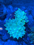 Green Bubble Tip Anemone