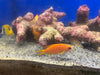 Lyretail Anthias