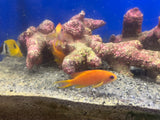Lyretail Anthias