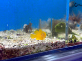 Citron Clown Goby