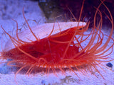 Electric Flame Scallop