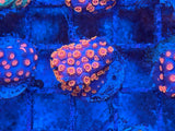 Cyphastrea RAH Coral Frag
