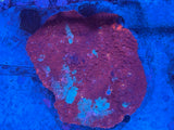 Assorted Ultra Chalice Coral Colony