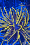24K Gold Torch Coral